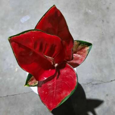 aglonema suksom jaipong spesial Multicolor