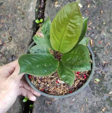 tanaman hias anthurium neo superboom baby / superbom / superbum Multicolor