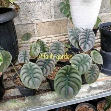 alocasia cuprea Multicolor