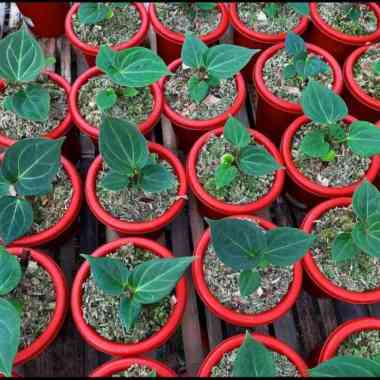 anthurium king of spades hu Multicolor