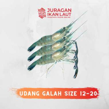Udang Galah Segar Berkualitas Size 12 ~ 20 - 1 Kilogram