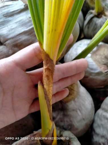 Bibit Tanaman Kelapa Gading Kuning Asli - Kualitas Unggul