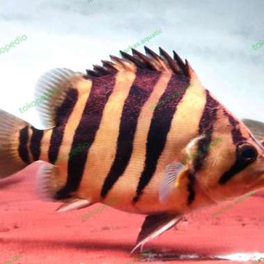 datz sumatra 20cm Multicolor