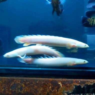 Palmas Senegalus Leucistic Multicolor
