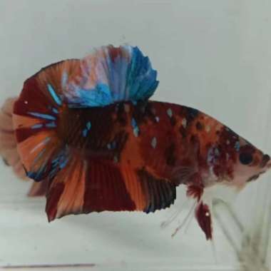 ikan cupang hias giant nemo galaxy bo6.2CM Multicolor