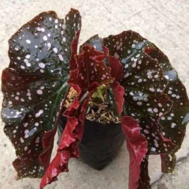 Tanaman Hias Begonia Mocca - Begonia Moka Multicolor