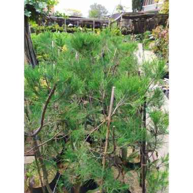 Tanaman Hias Daun Cemara Udang - 1 Meter