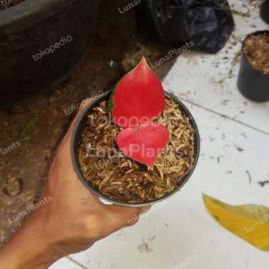 bibit aglonema suksom jaipong / tanaman hias aglonema