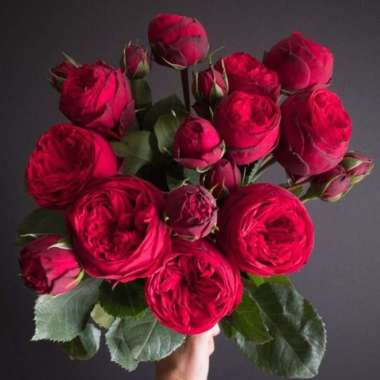 Tanaman Hidup Bunga Mawar Import RED PIANO-Mawar merah cantik