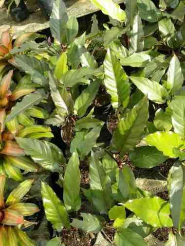 Anthurium Black Beauty, tanaman hias anthurium