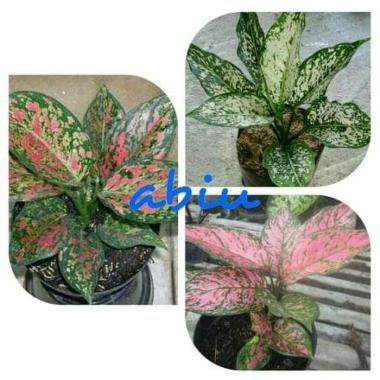 Bibit Bunga Aglonema Paketan (Venus - Snow White - Lady Valentine)