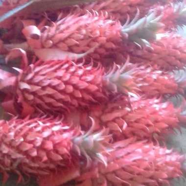 jual nanas merah ATAU nanas hutan