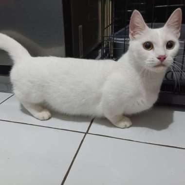 Harga shop munchkin kitten