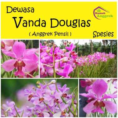 Anggrek Vanda Douglas hybrid douglass spesies dewasa pensil papilionanthe doglas tanah panas