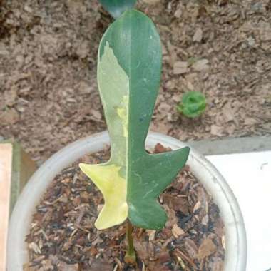 philodendron florida beauty variegata / flobe Multicolor