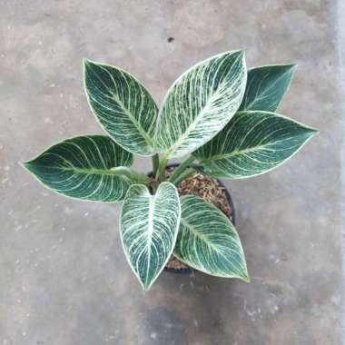 philo birkin Multicolor