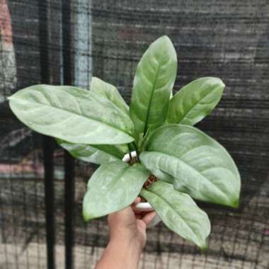 aglonema diven silver curly Multicolor