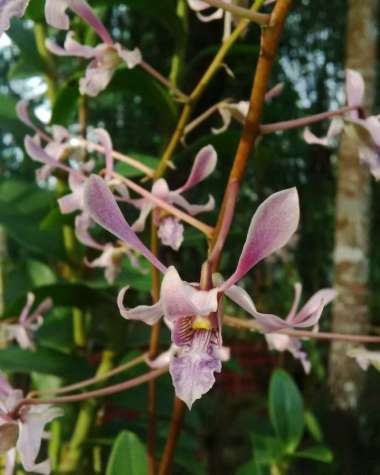 dendrobium lineale blue dewasa jungle Multicolor