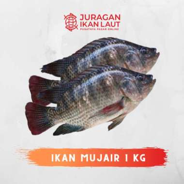 Ikan Mujair Hidup Berkualitas - 1 Kilogram