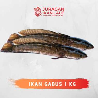 Ikan Gabus Segar Fresh Berkualitas - 1 Kilogram