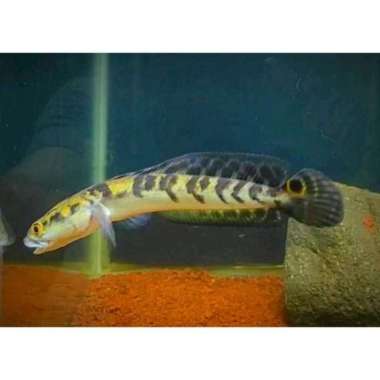 ikan Channa Maru Yellow sentarum Super galak Multicolor