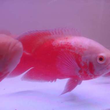 ikan oscar paris albino red 15.17 cm Multicolor