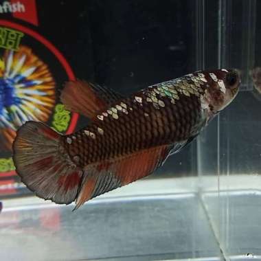 ikan cupang female nemo avatar copper top Multivariasi Multicolor