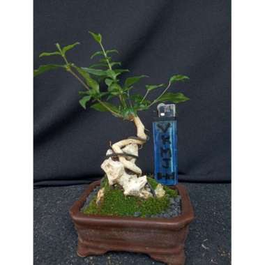 bonsai shito/mame sakura mikro on the rock