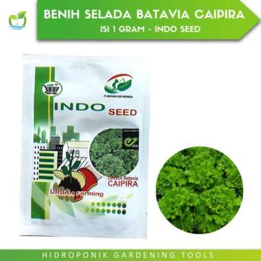 Benih Bibit Selada Batavia Lettuce Caipira 1 gr - Indo Seed Multicolor