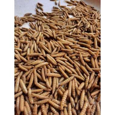 Maggot Kering BSF Kering/Dry Maggot 100gram - Pakan Ikan Koi, Chana, Louhan, Arwana, Oscar Premium