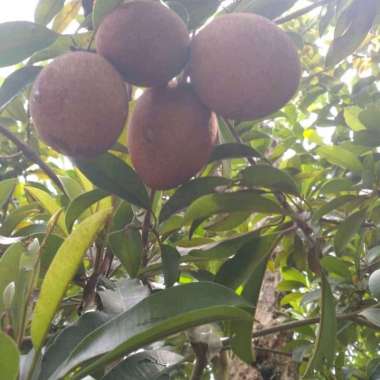 Bibit Sawo Jumbo Kondisi Sudah Berbuah Tabulampot