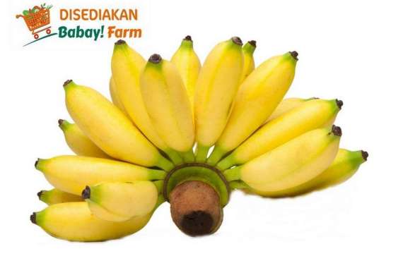 Pisang Barlin / Pisang Ulin 1 sisir