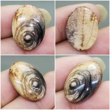 Batu Fosil Galih Kelor asli Kode W137