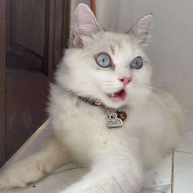 Kucing Kitten Ras Ragdoll, Persia, Bengal, Himalayan, BSH, Pure Breed Multicolor