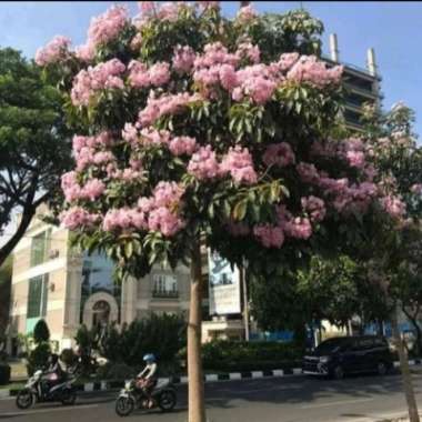 pohon tabebuya 3 meter pohon bunga pink tabebuya rosea Multicolor