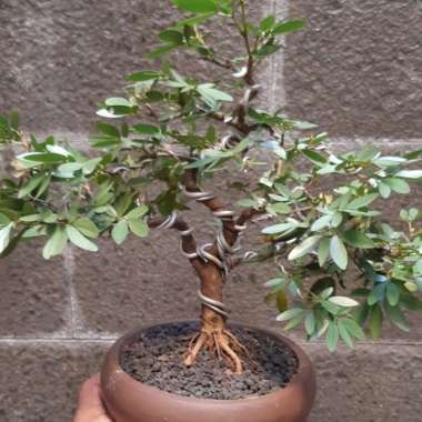 bonsai mame kaliandra Multicolor