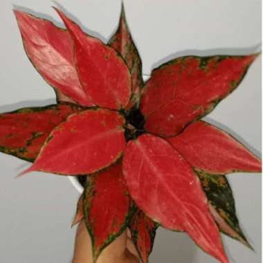 aglonema red ruby garuda dewasa Multicolor