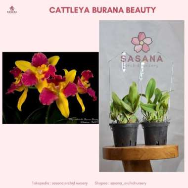 anggrek cattleya burana beauty | wangi Multicolor