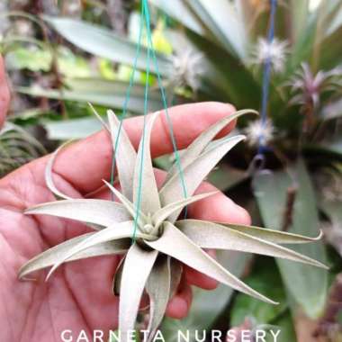 tillandsia capitata silver rose Multicolor