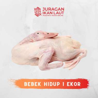 Bebek Hidup Utuh Potong - 1 Ekor