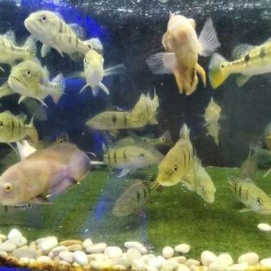 peacock bass ukuran 15-20cm pbass intermedia, azul, mono, pinima Multicolor