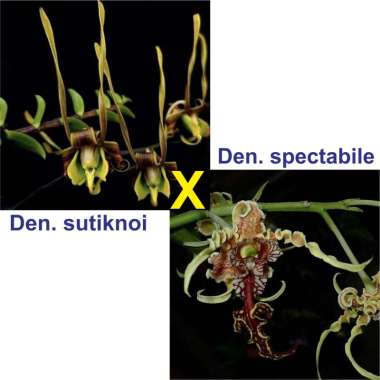 Seedling Anggrek Dendrobium sutiknoi x spectabile