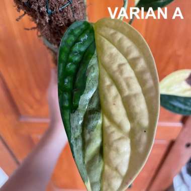 Monstera Karstenianum Varigata / Variegata / Varigated / Variegated Multicolor