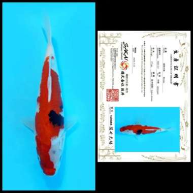 Ikan Koi Import / Rumah Koi Jakarta / kode 004 Multivariasi Multicolor