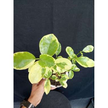 bahan bonsai sancang gold
