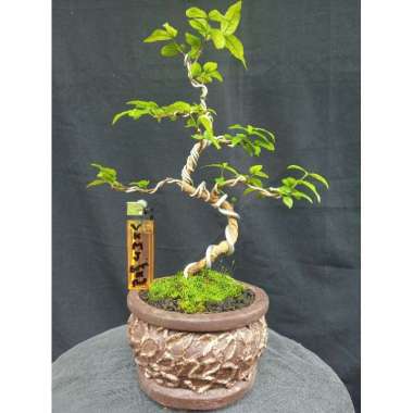 Bonsai small anting putri