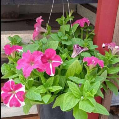 Tanaman Hias Bunga Petunia Pink | Pohon Bunga Petunia sumo pink