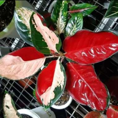 Tanaman Hias Aglaonema Threecolour - Aglonema treecolor Multicolor