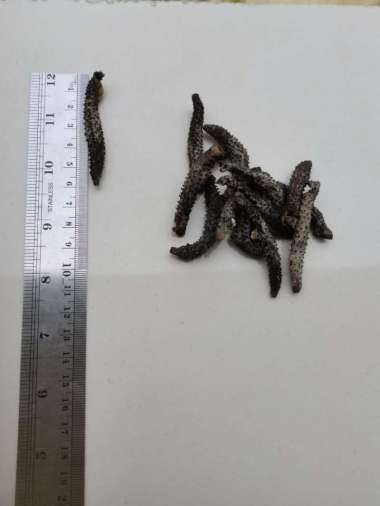 Teripang Duri Hitam Super Haisom Duri Kering Grade A Gamat Kering 1 Kg UK KECIL 1KG