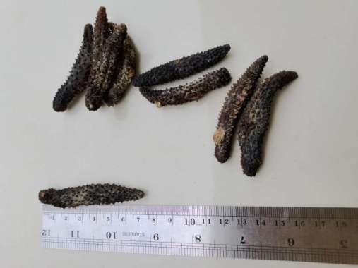 Teripang Duri Hitam Super Haisom Duri Kering Grade A Gamat Kering 1 Kg UK BESAR 1KG